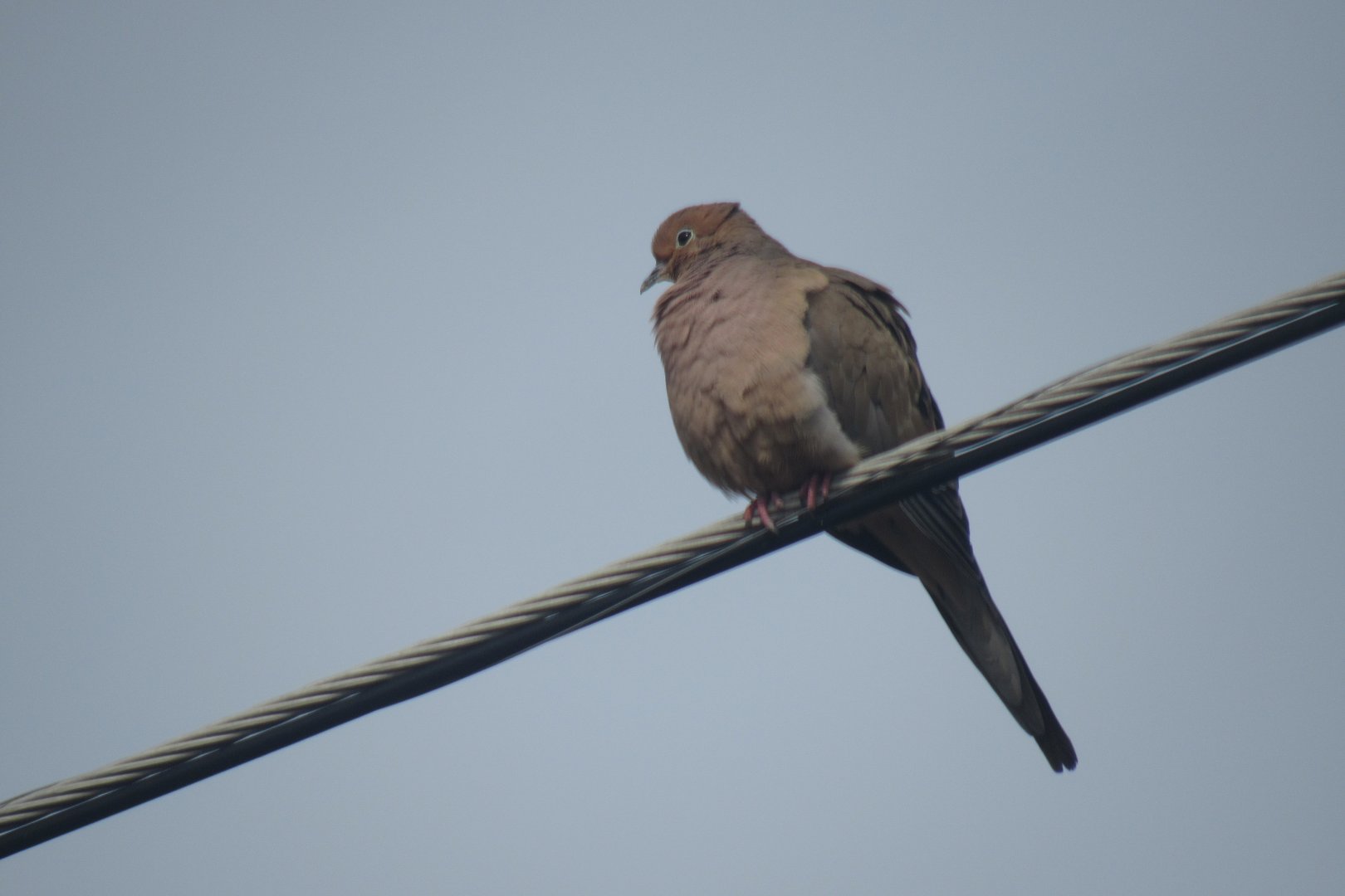 Mourning dove