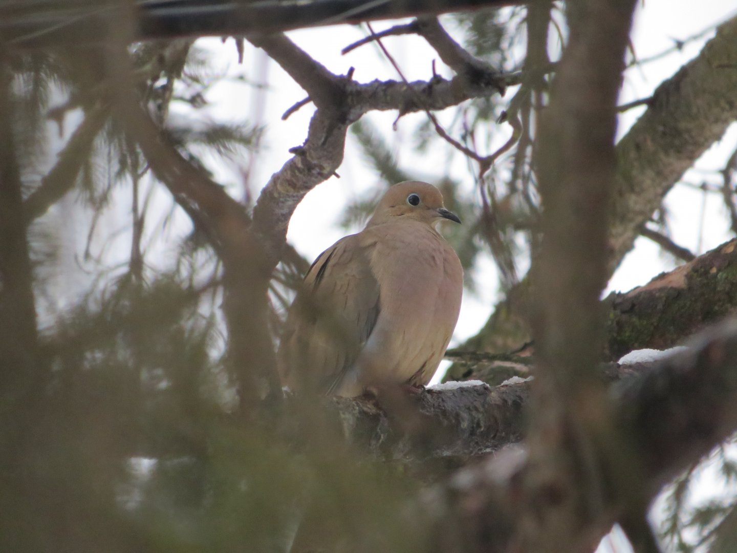 Mourning dove
