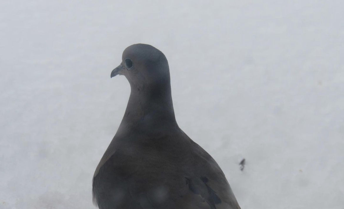 Mourning dove