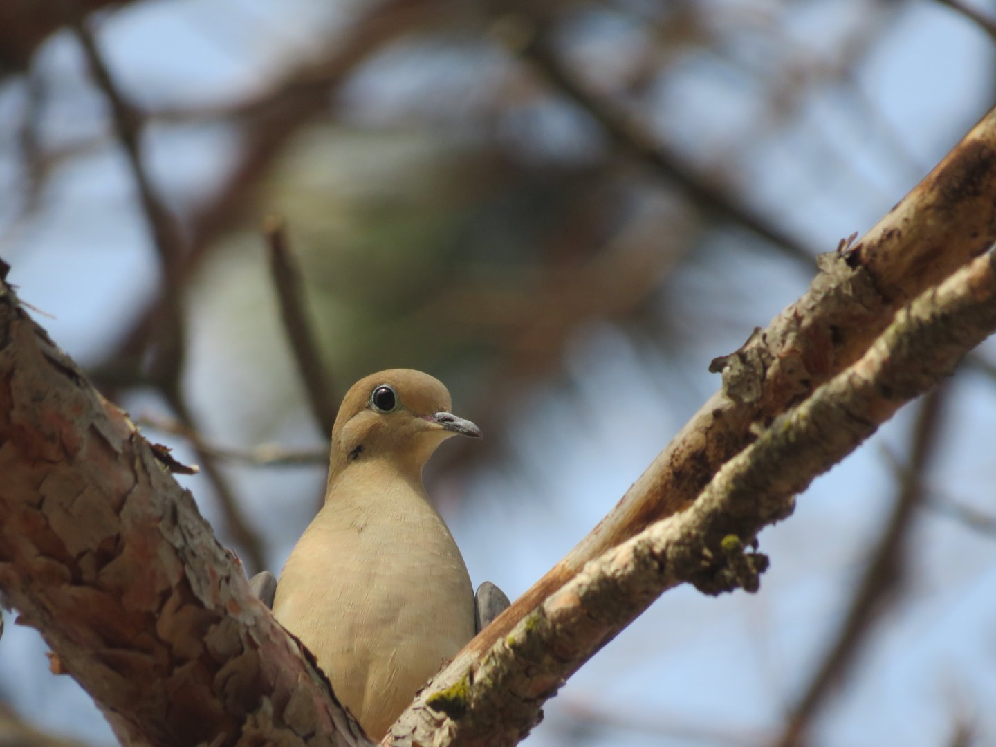Mourning dove