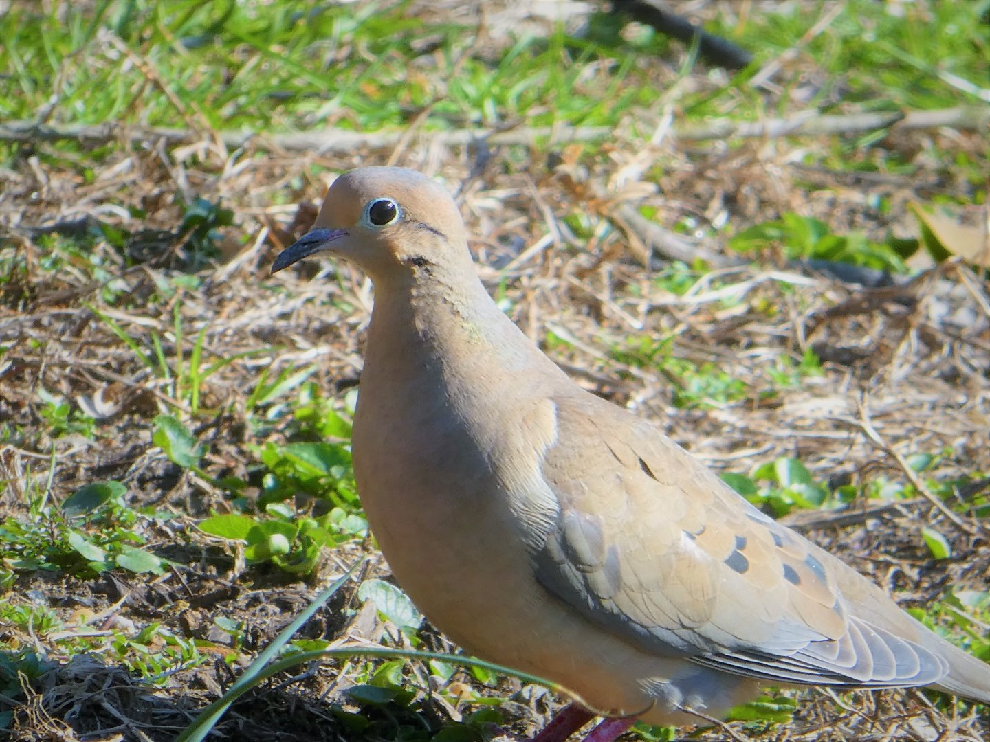 Mourning Dove