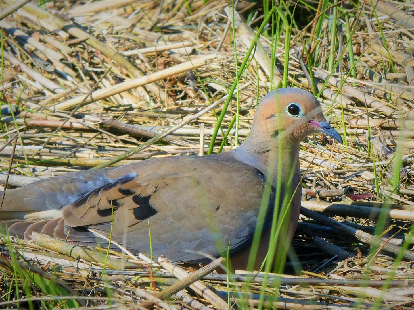 Mourning Dove