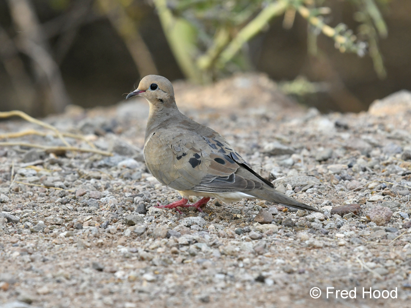 mourning dove