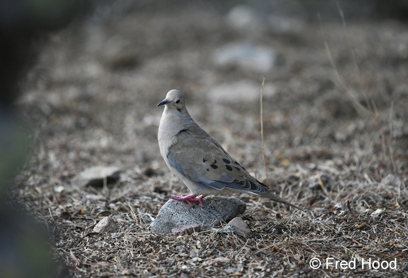 mourning dove