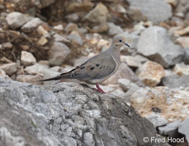 mourning dove