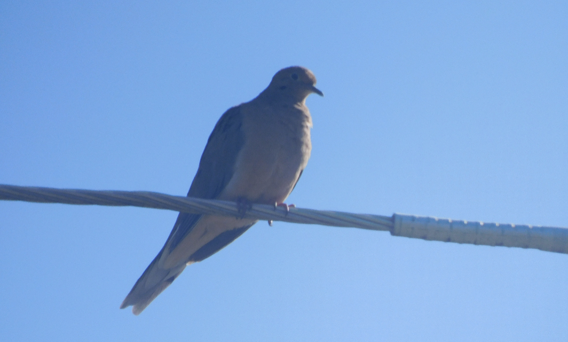 Mourning dove