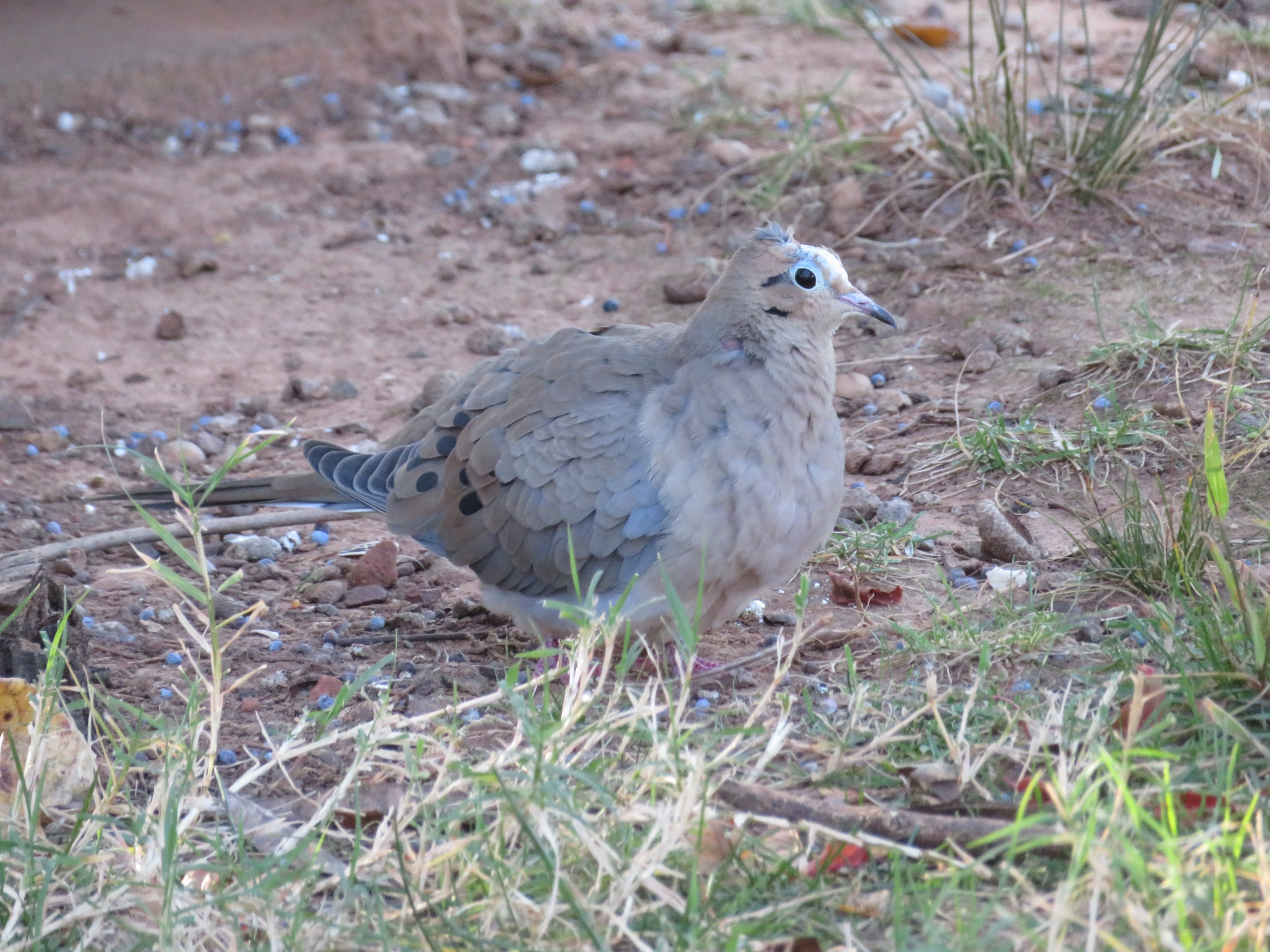 Mourning Dove