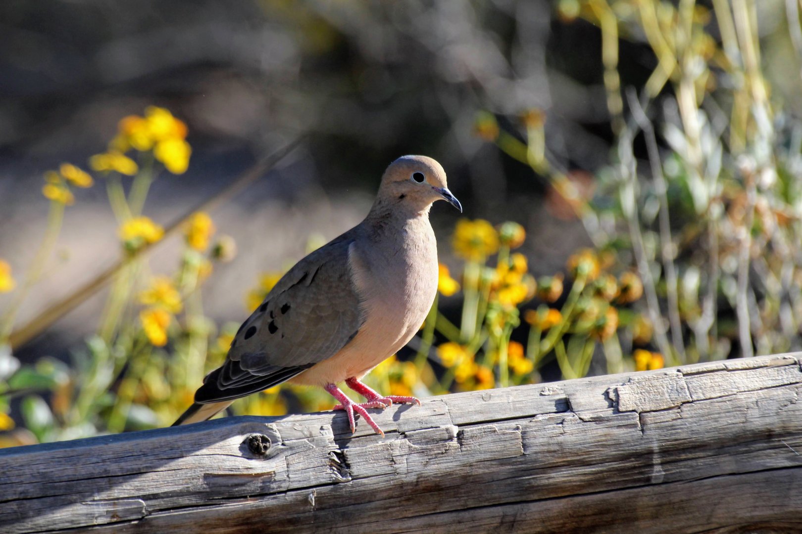 Mourning Dove