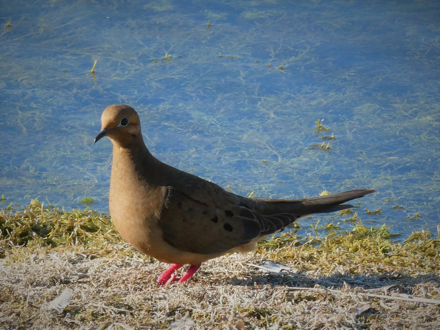 Mourning Dove
