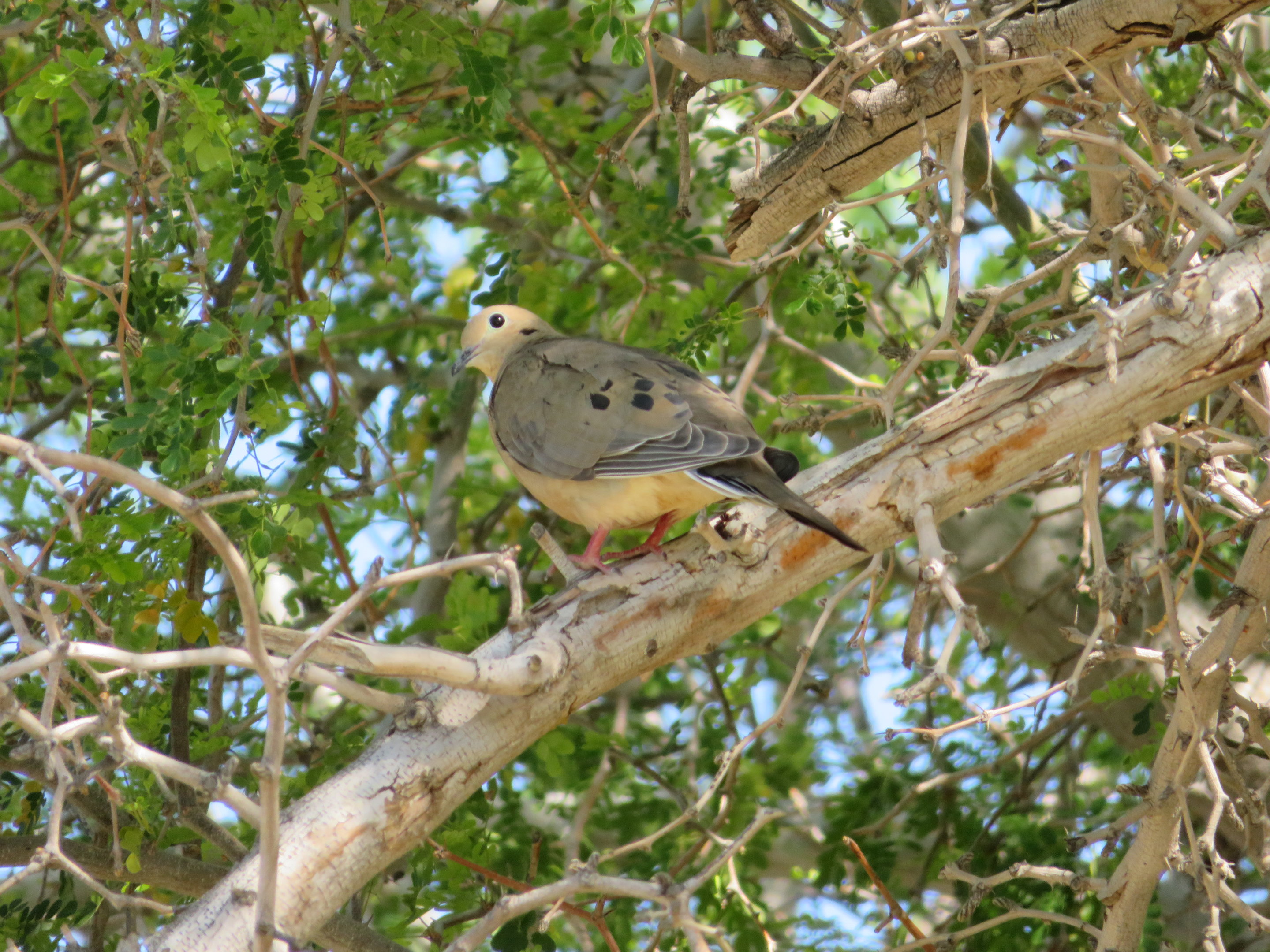 Mourning Dove