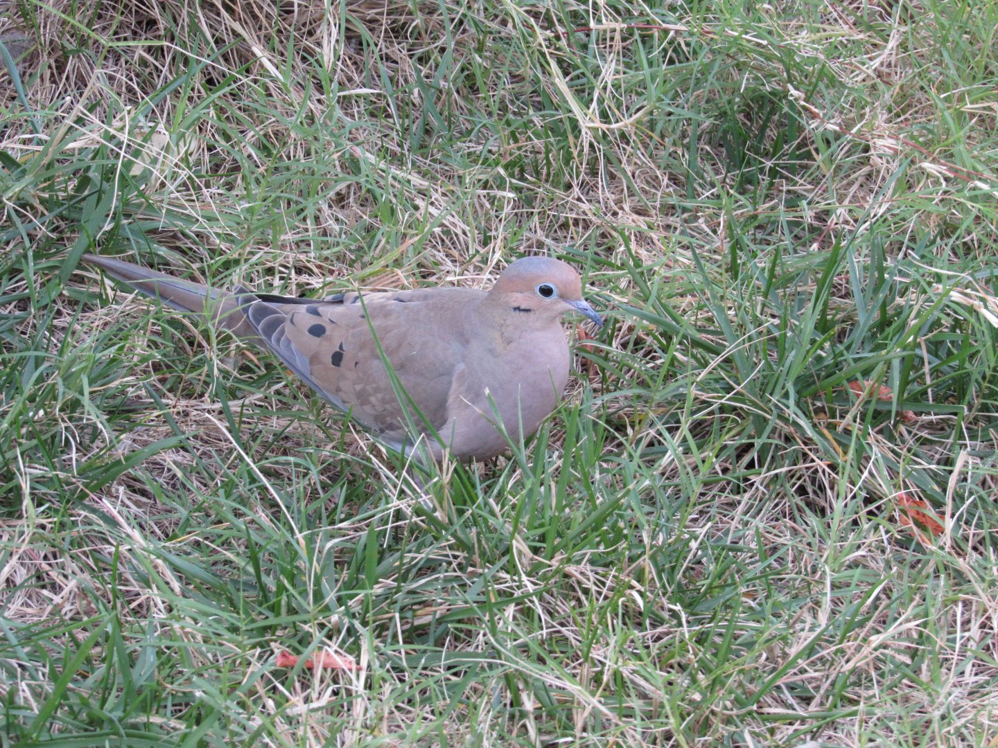 Mourning Dove