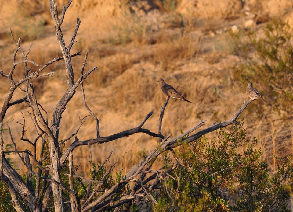 Mourning Doves - Texas