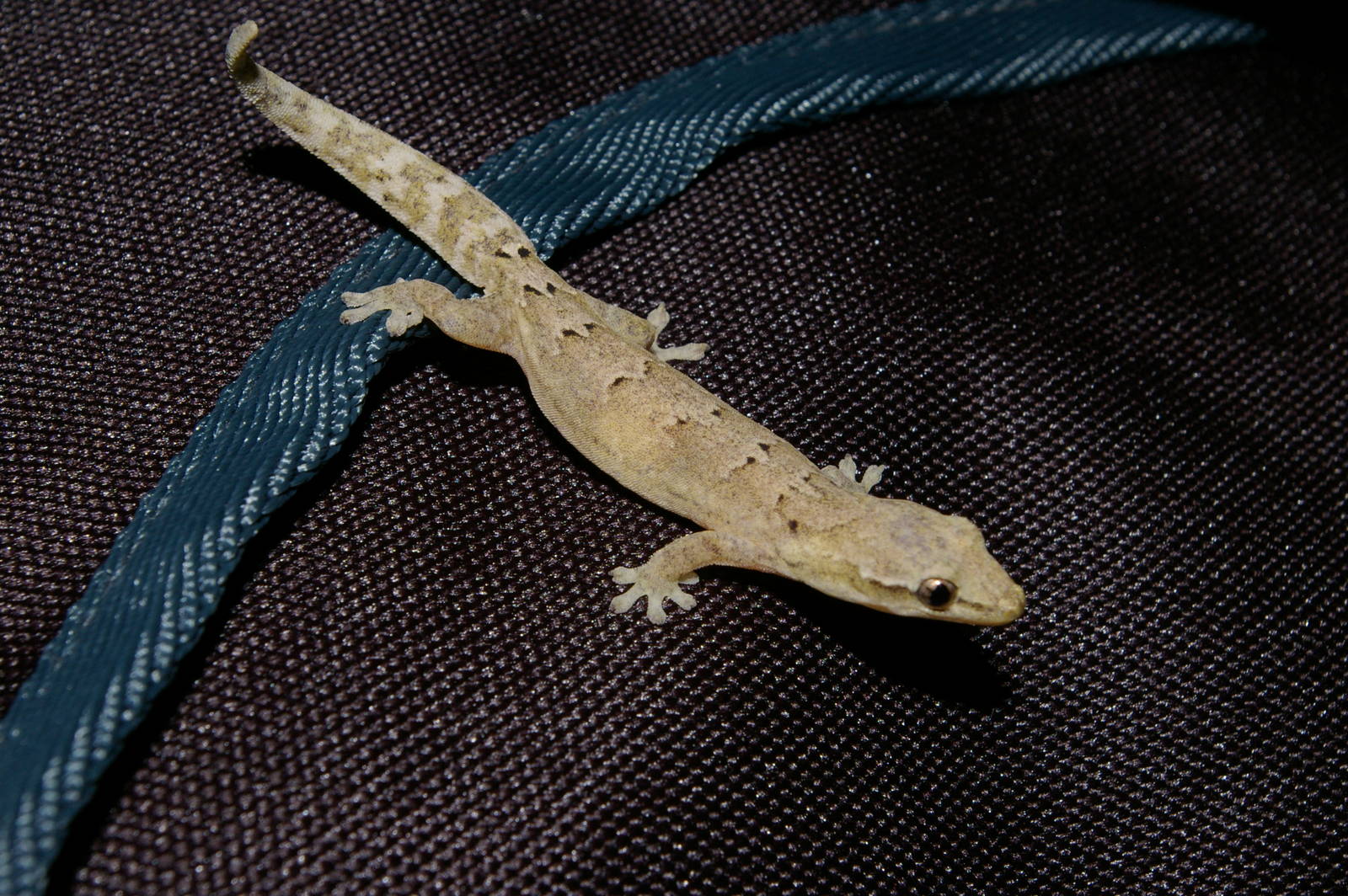 mourning gecko (Lepidodactylus lugubris)