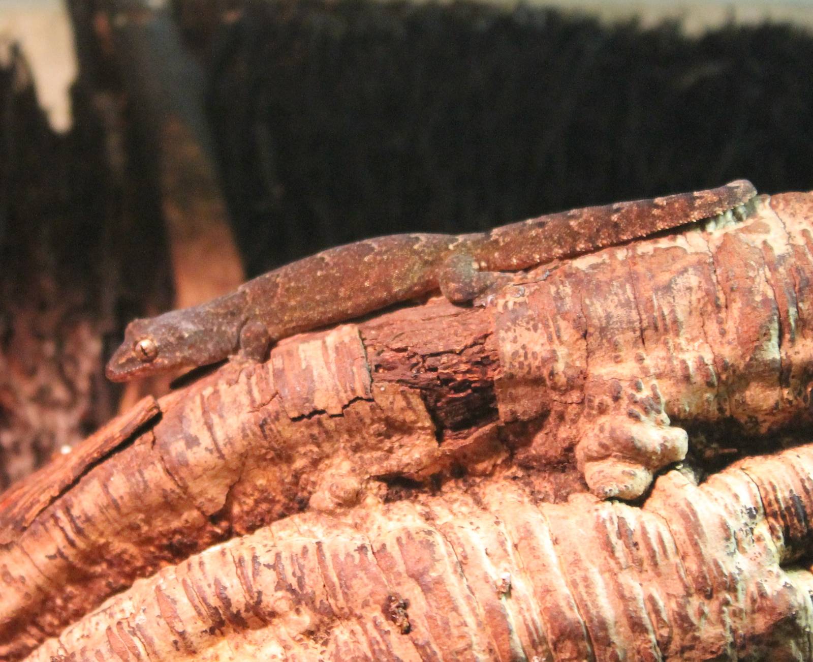 Mourning gecko