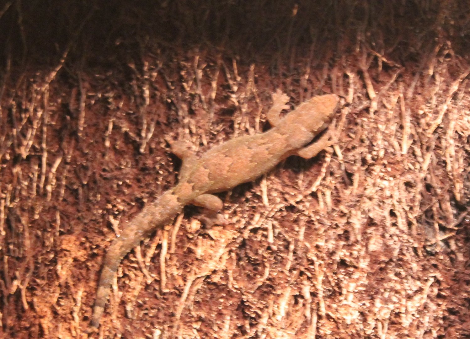 Mourning gecko