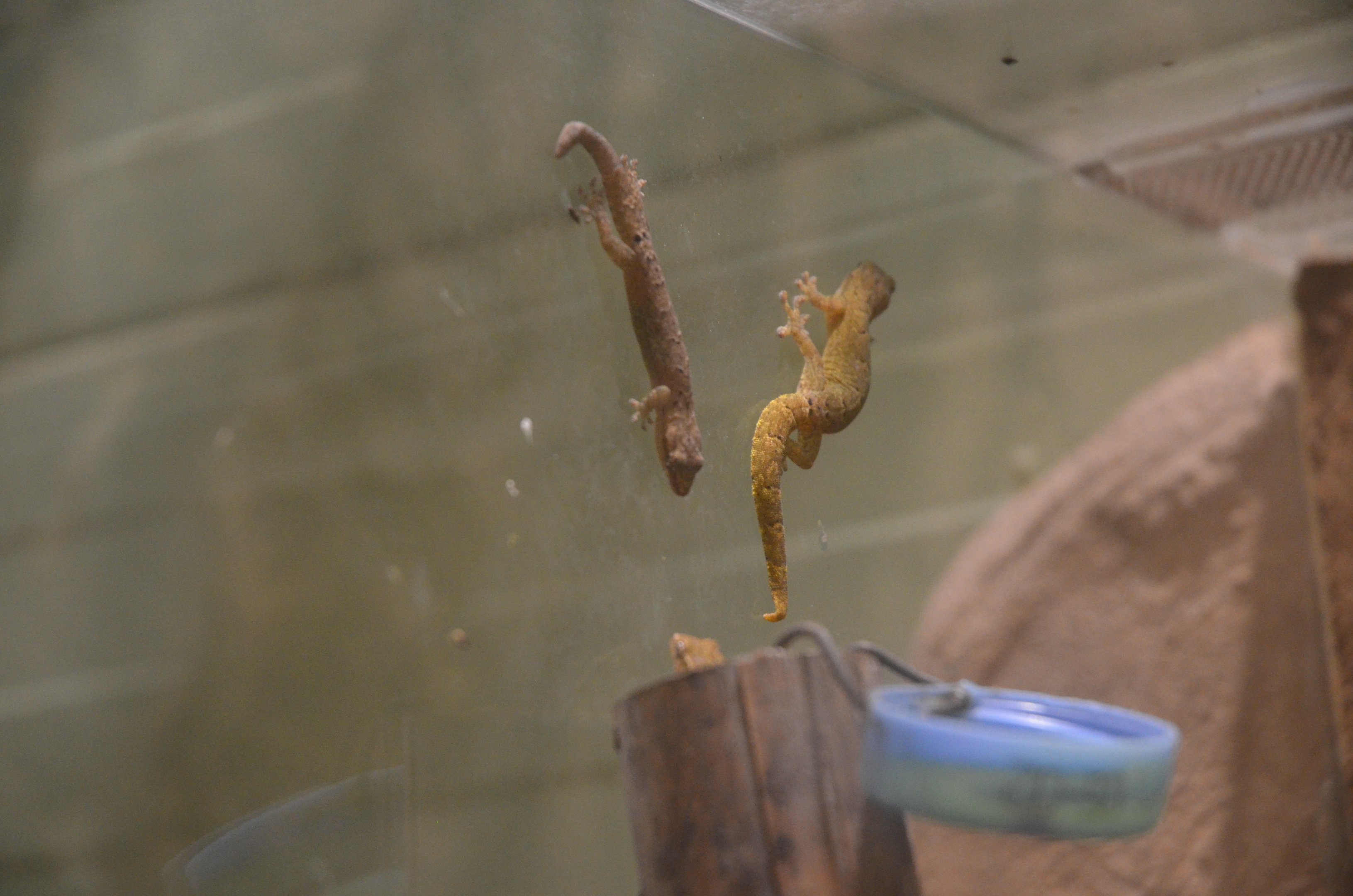 Mourning Geckos in Aequatorium at Duisburg, 17/06/19
