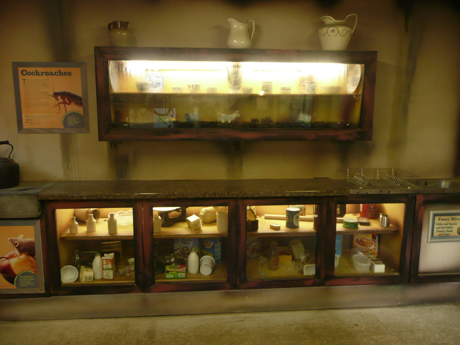 Mouse Cockroach exhibits . 7th October 2010