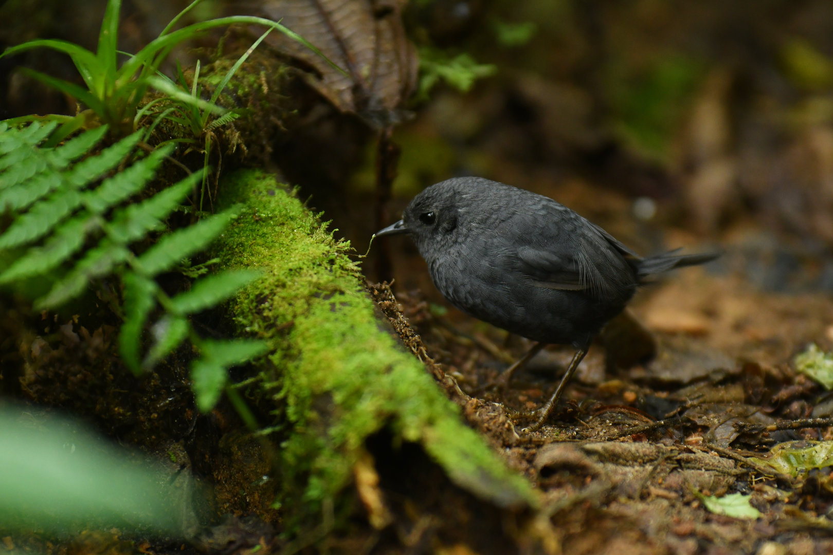 Mouse-colored Tapaculo Scytalopus speluncae