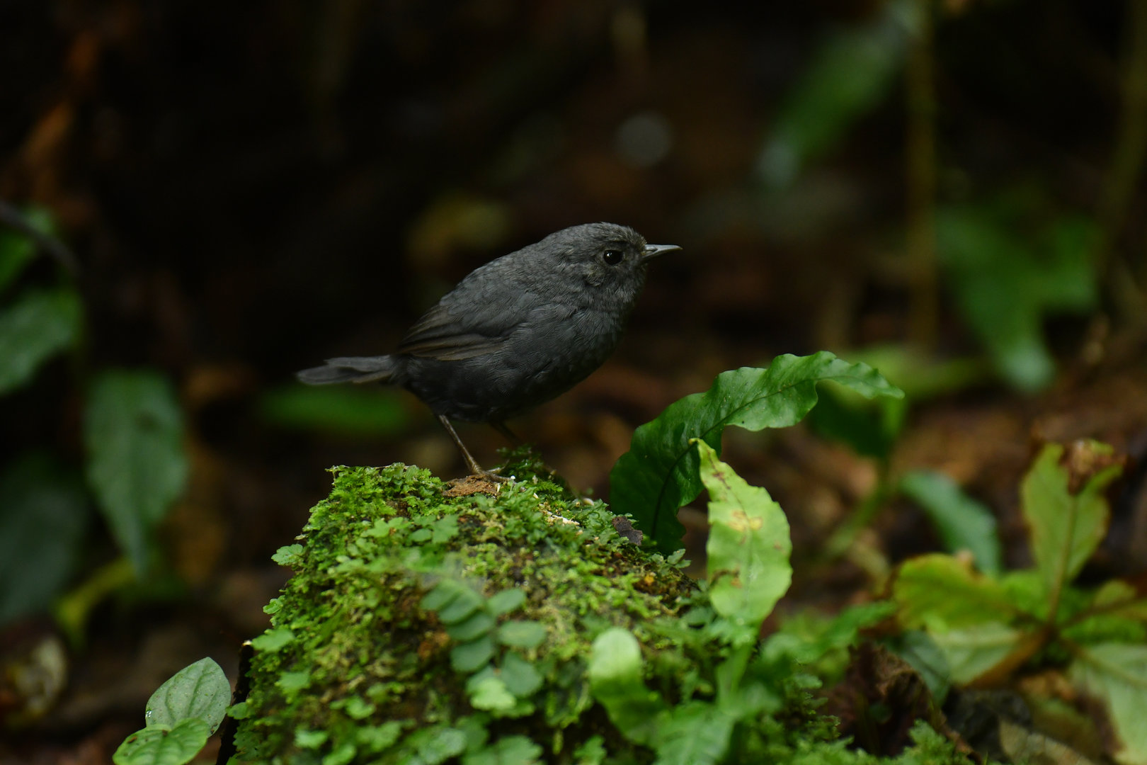 Mouse-colored Tapaculo Scytalopus speluncae