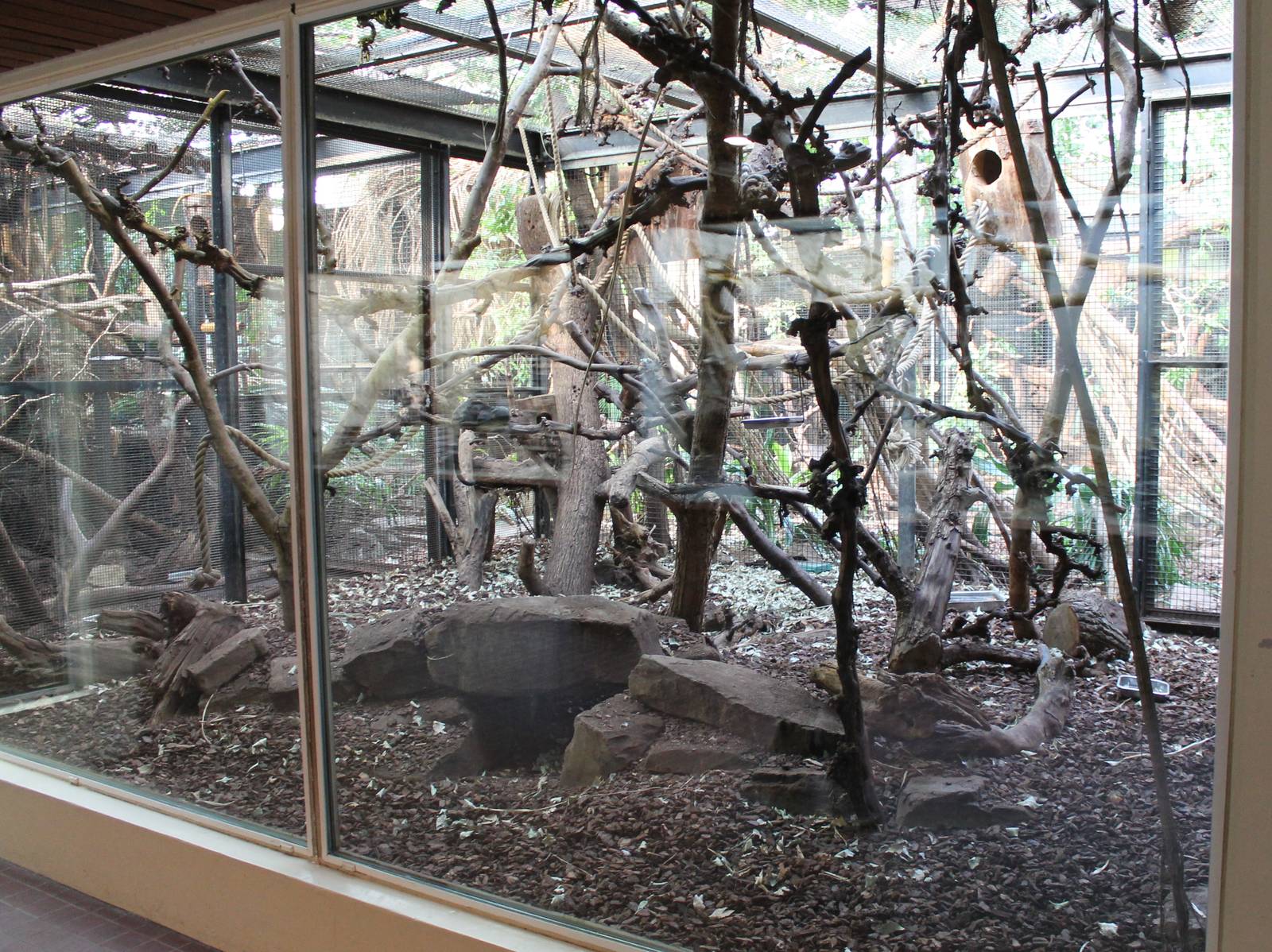 Mouse deer and monkey enclosure