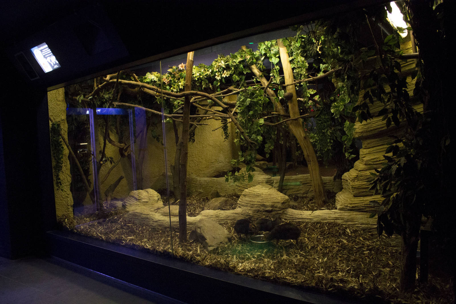 Mouse deer and Slender loris exhibit