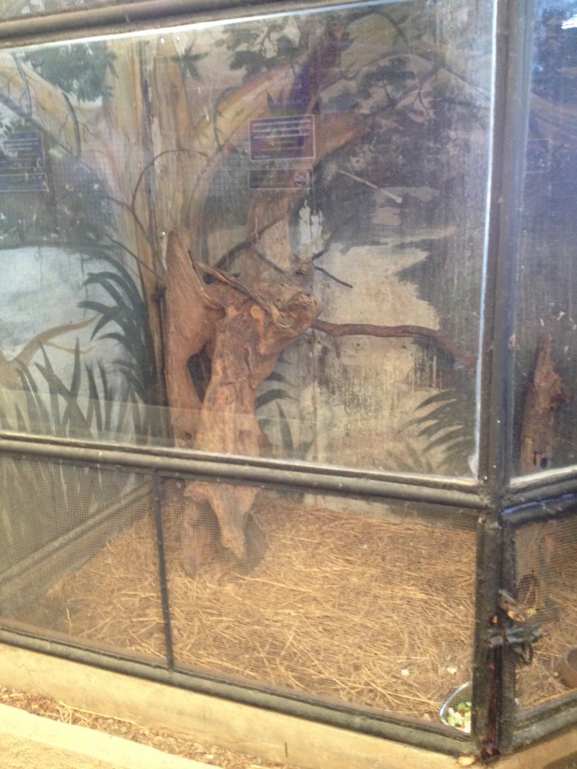 Mouse-deer enclosure (outside roof)