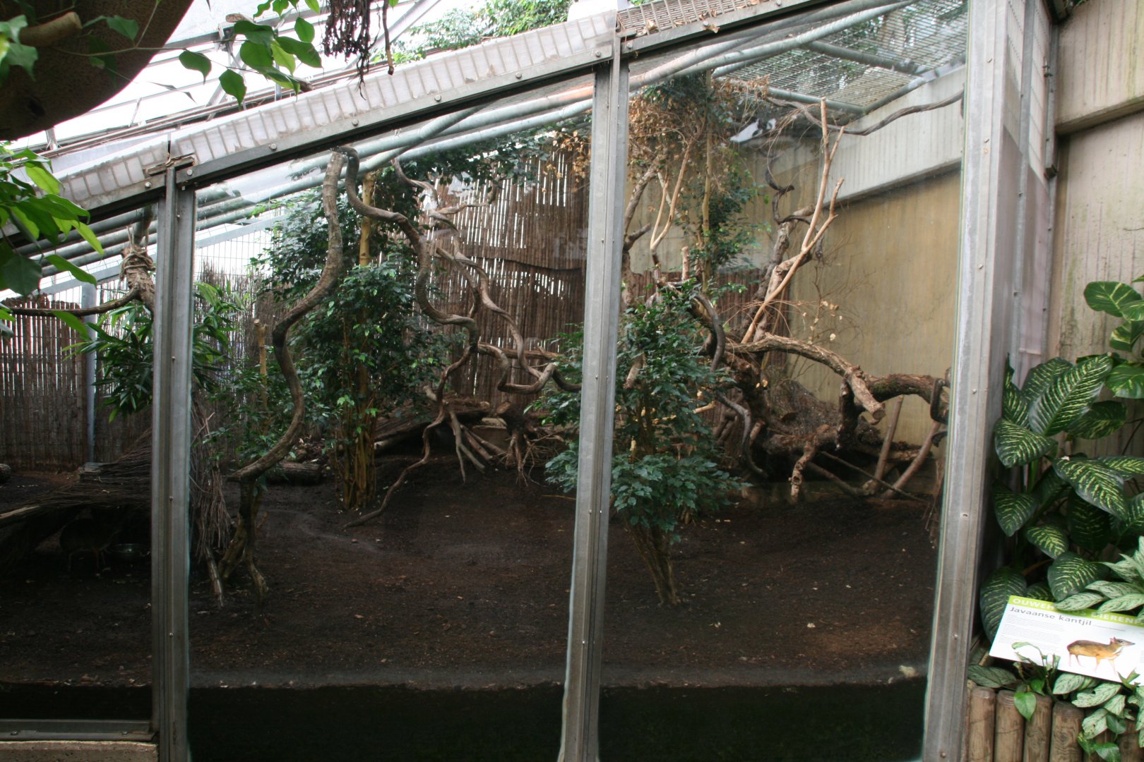 Mouse deer enclosure