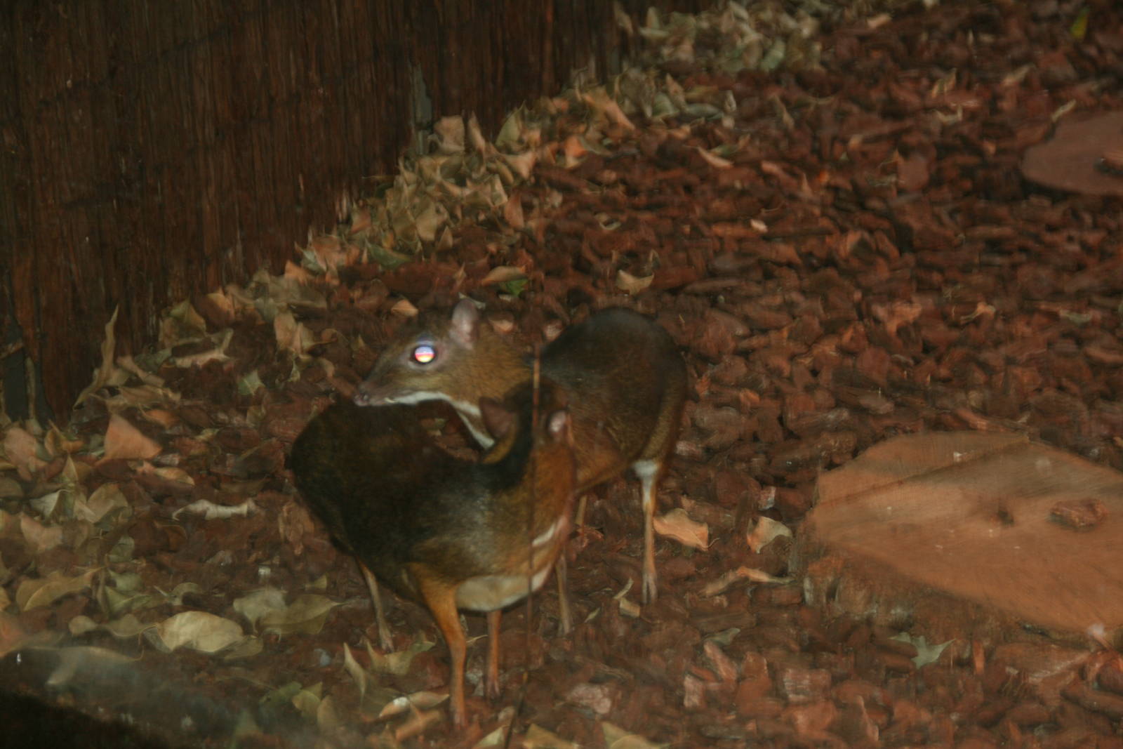 Mouse-deer pair