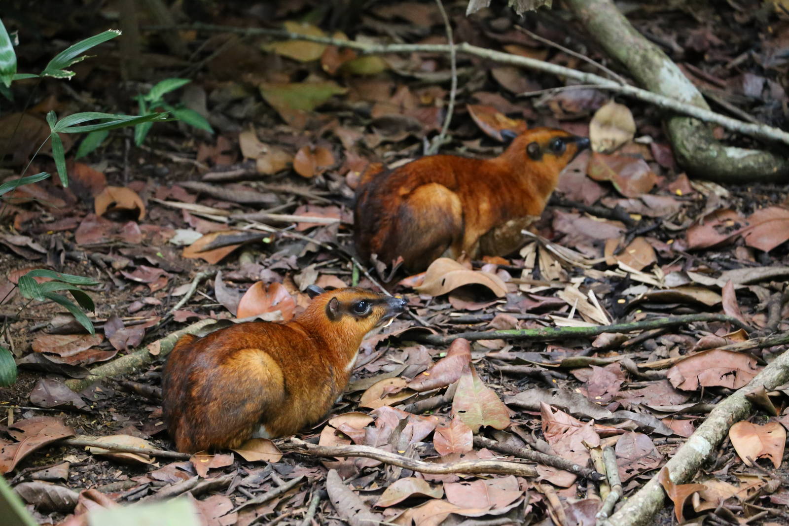 Mouse Deer