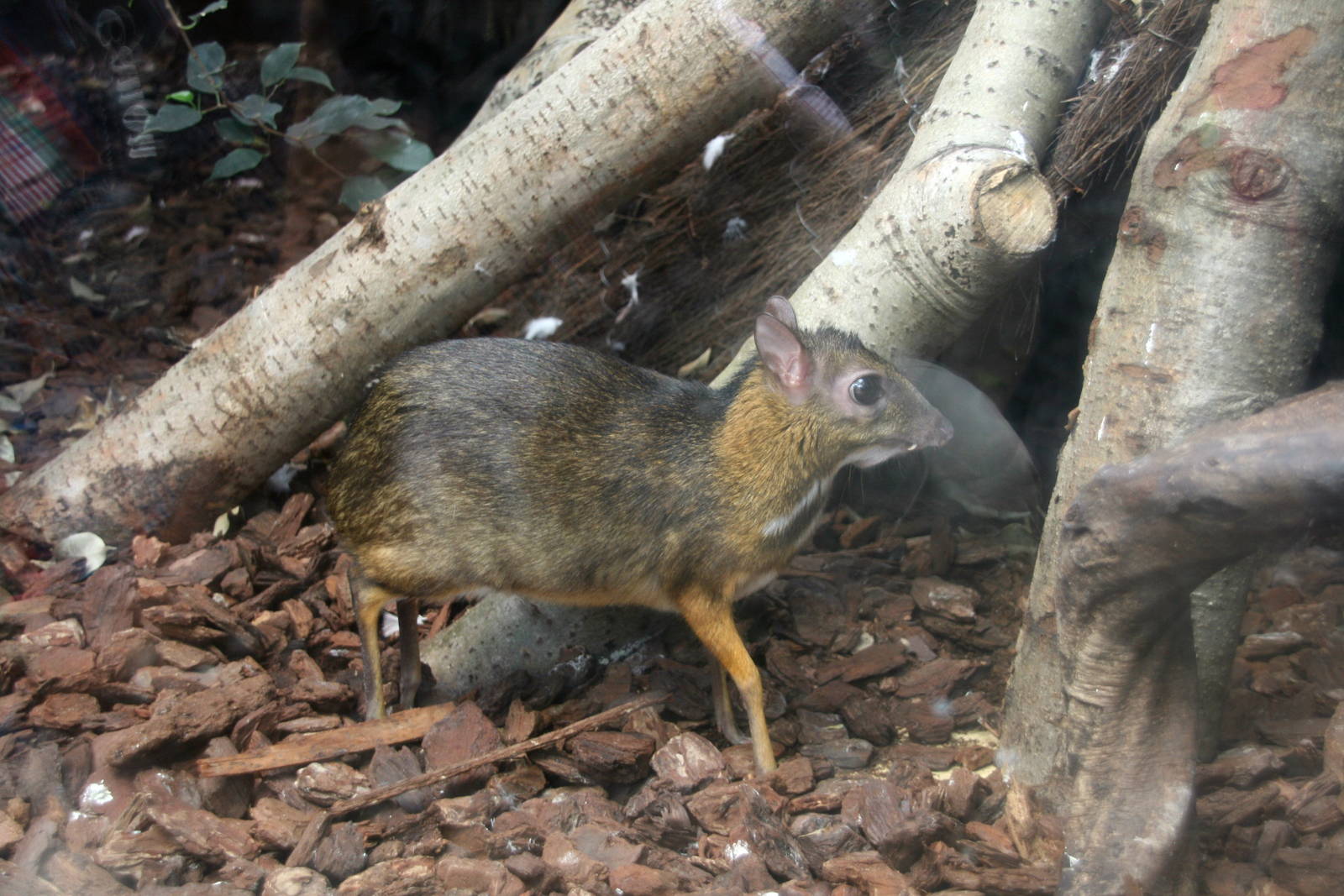 Mouse-deer
