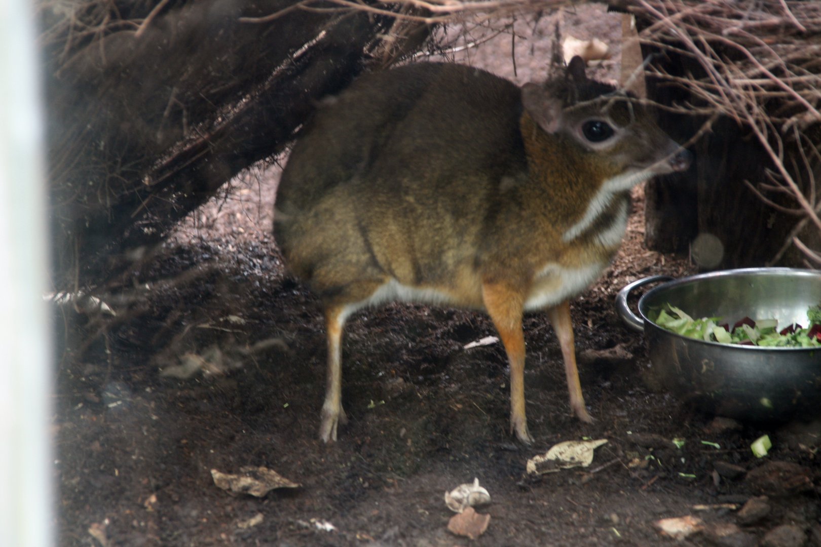 Mouse deer