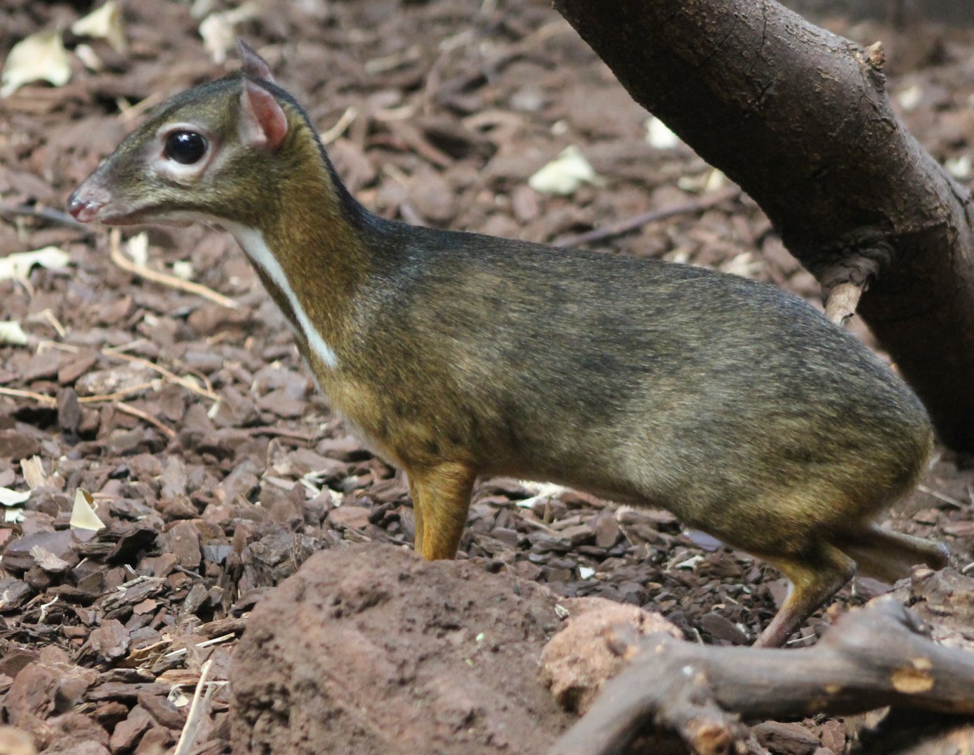 Mouse deer