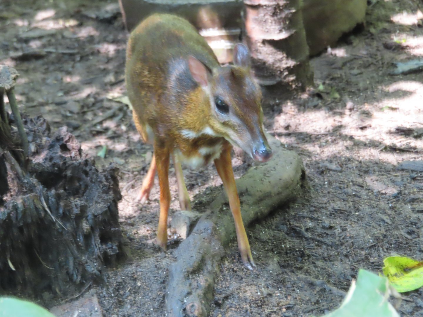 mouse deer