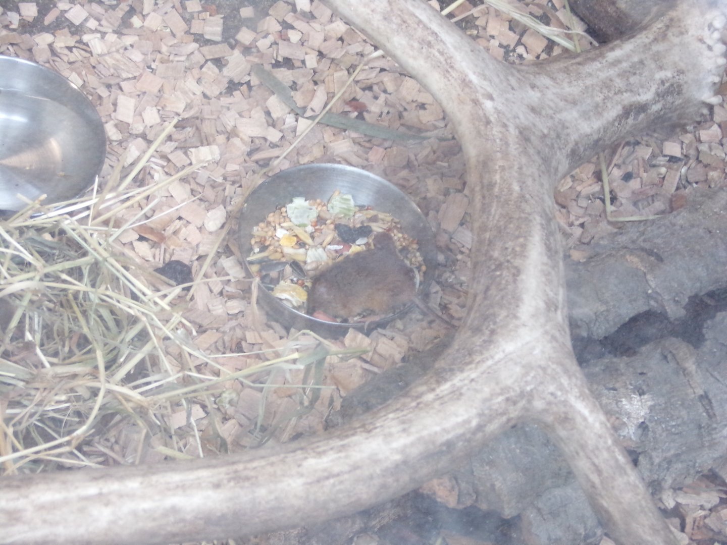 Mouse feeding on zoo animal food 12.4.24