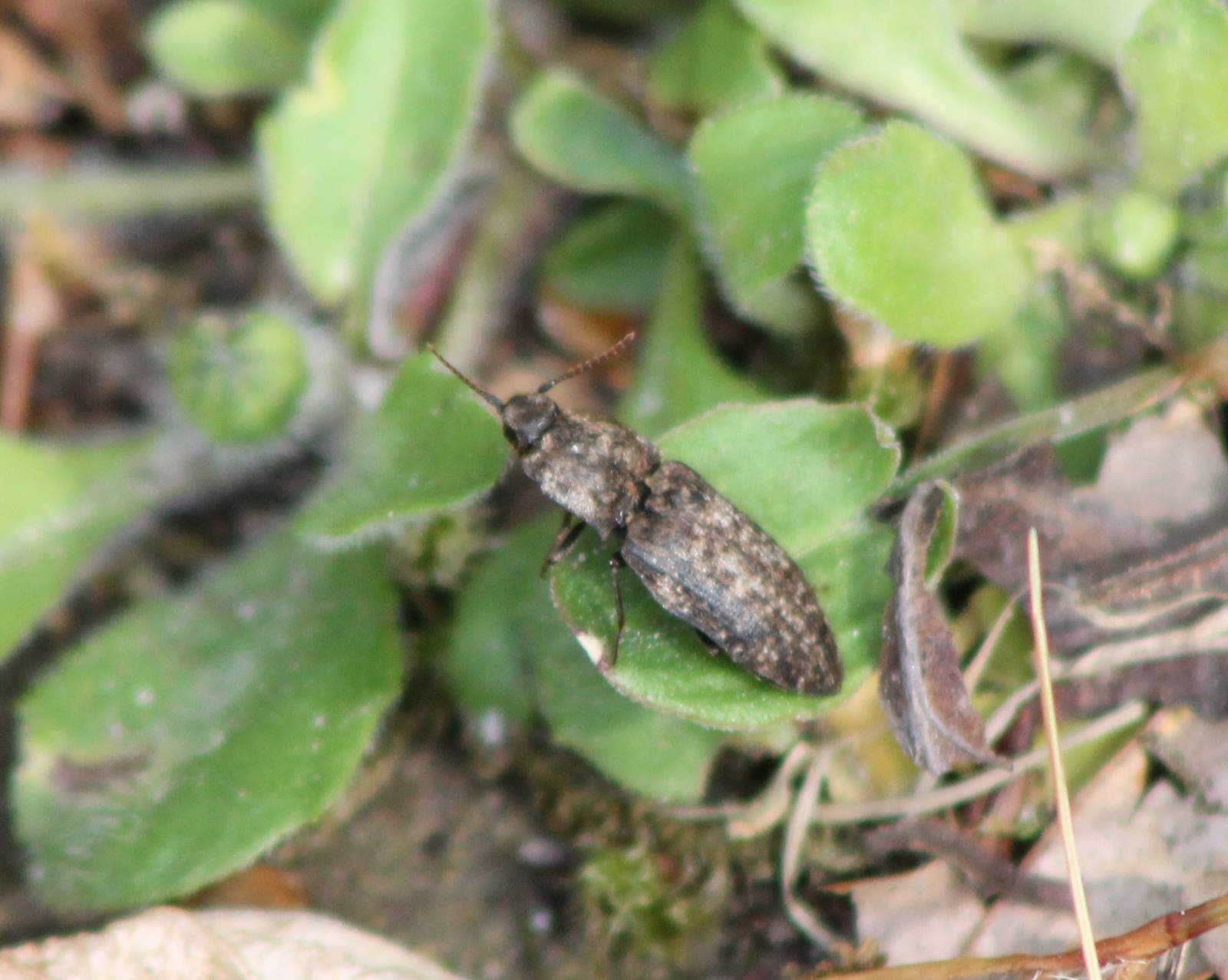 Mouse-grey click beetle