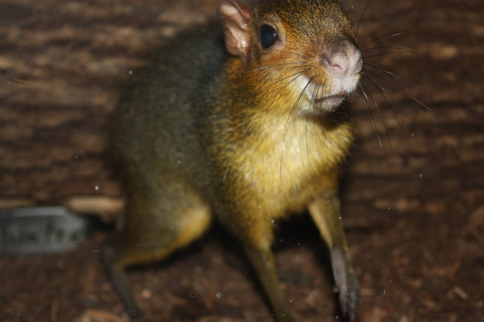 Mouse House- Acouchi