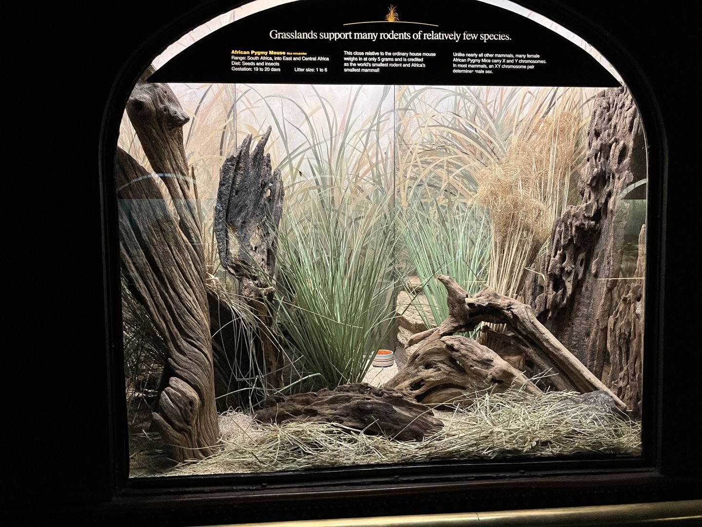 Mouse House - African Pygmy Mouse Exhibit