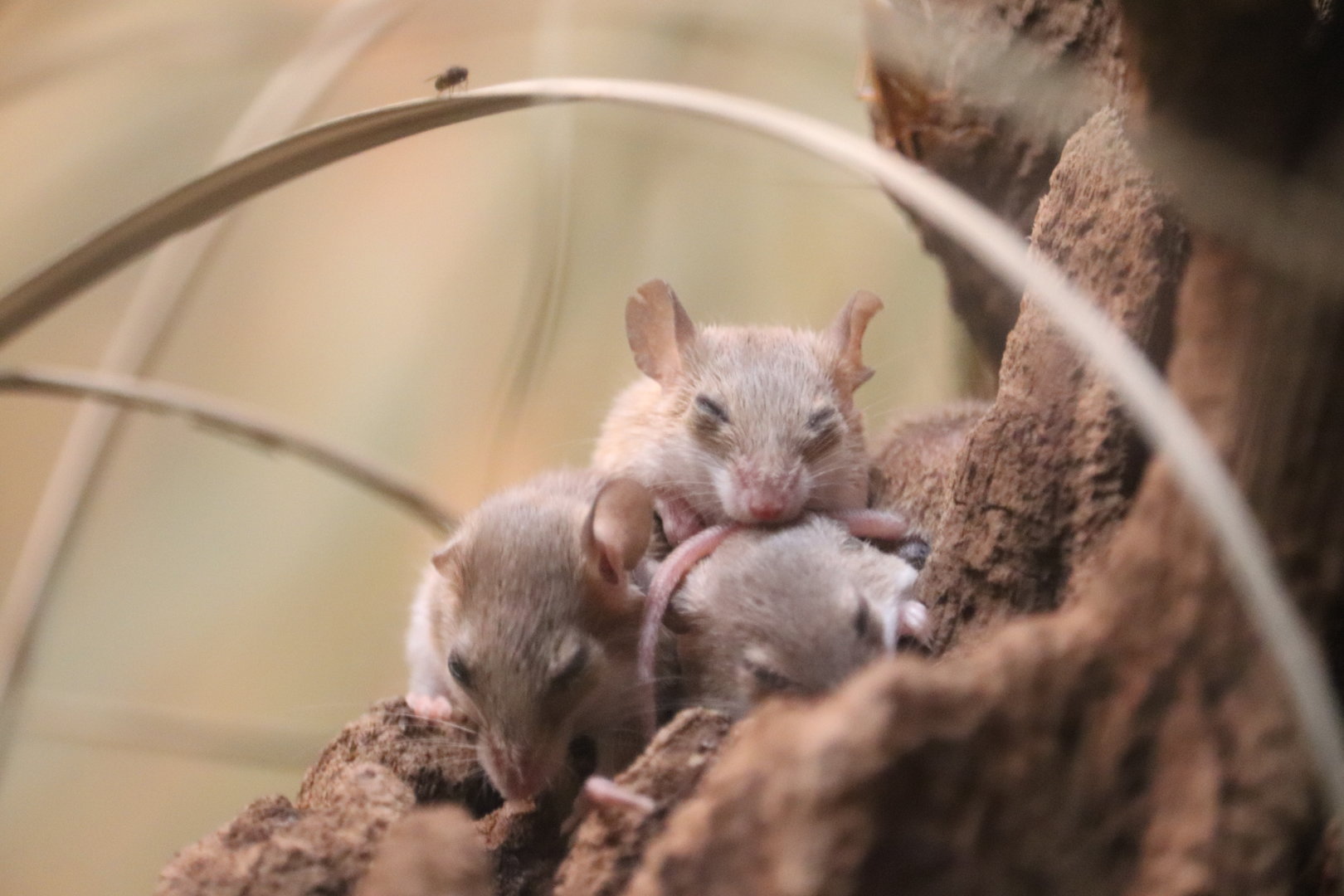 Mouse House - African Pygmy Mouse