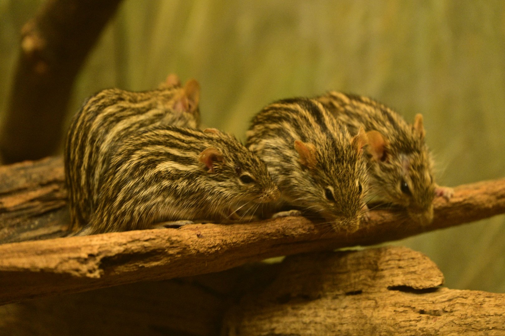 Mouse House - Barbary Striped Grass Mouse (Lemniscomys barbarus)