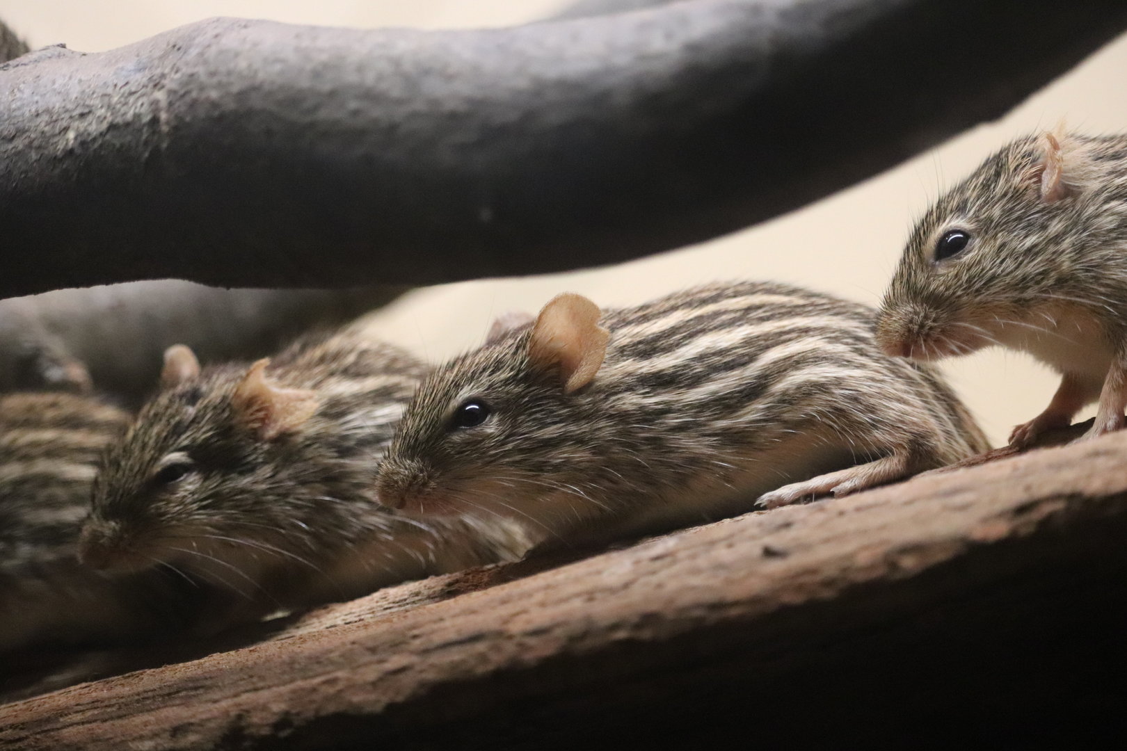 Mouse House - Barbary Striped Grass Mouse