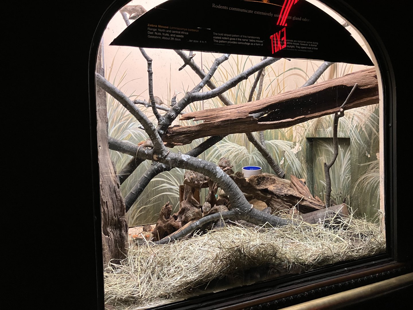 Mouse House - Barbary Zebra Mouse Exhibit
