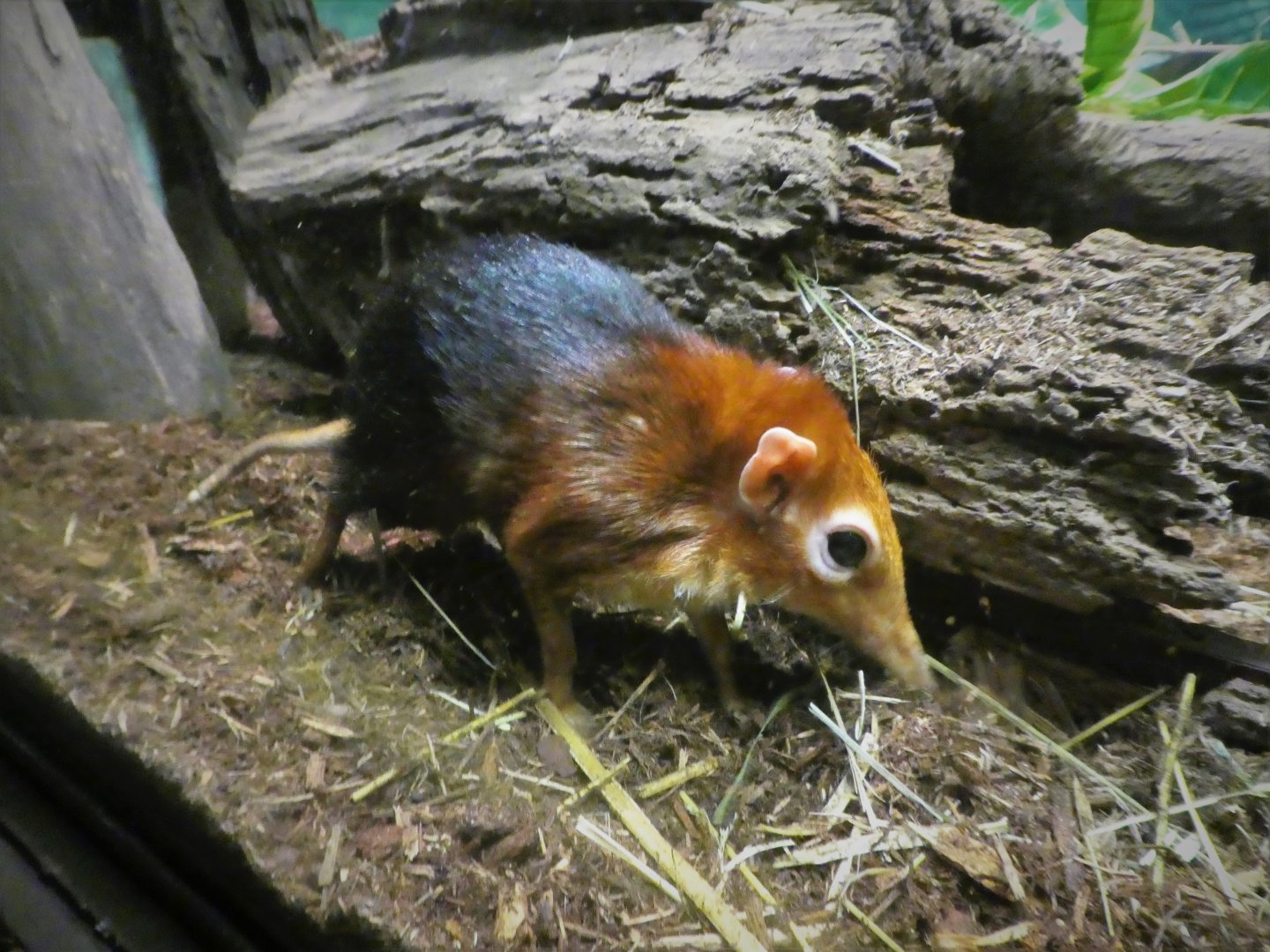 Mouse House - Black-and-rufous Elephant Shrew