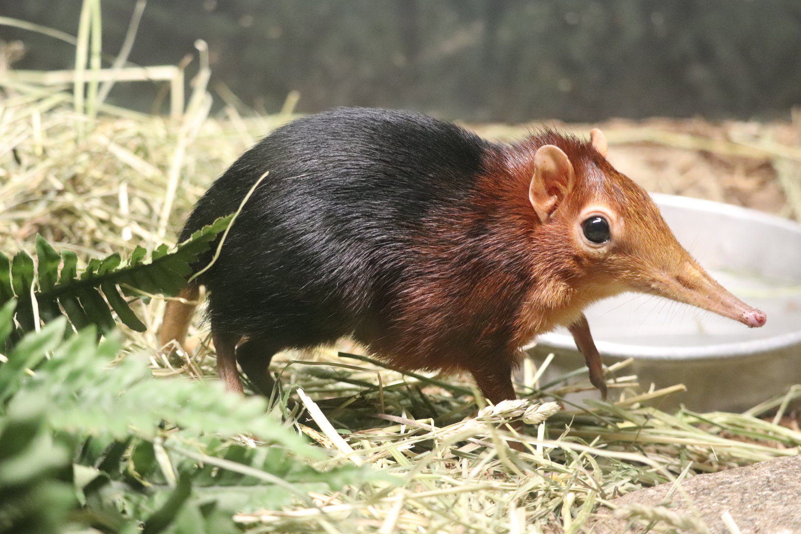 Mouse House - Black-and-Rufous Elephant Shrew