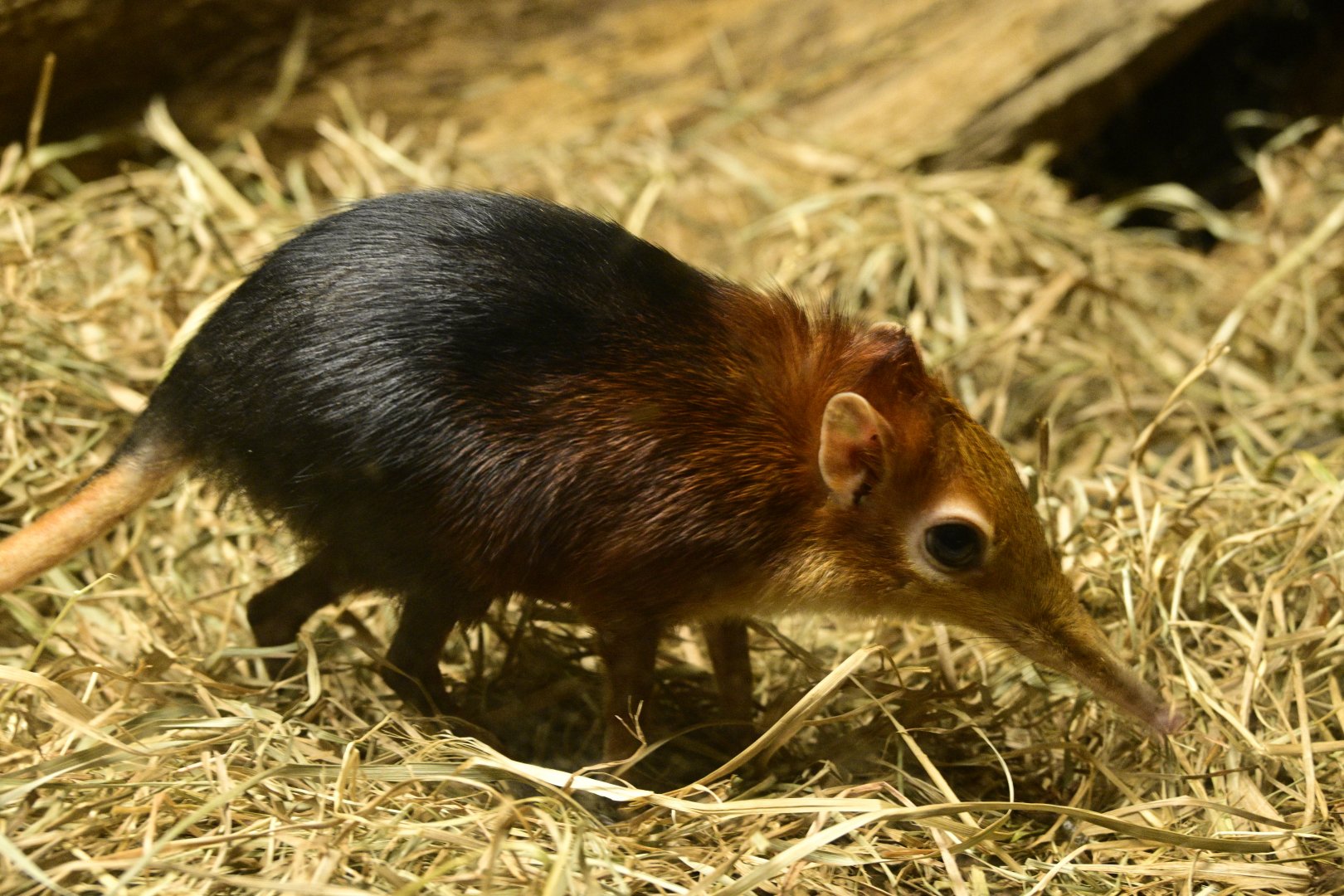 Mouse House - Black-and-rufous Sengi (Rhynchocyon petersi)