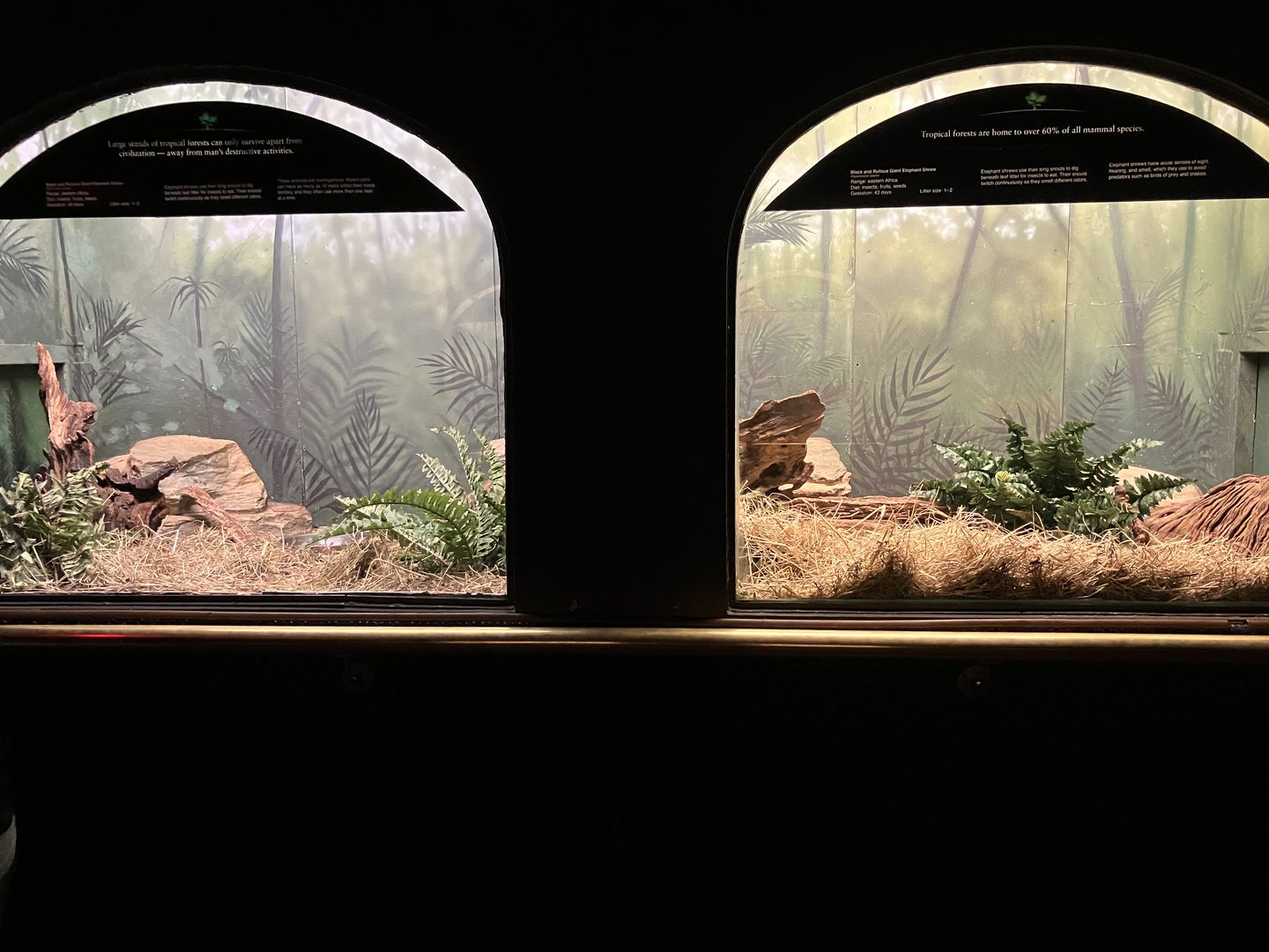 Mouse House - Black & Rufous Sengi Exhibit