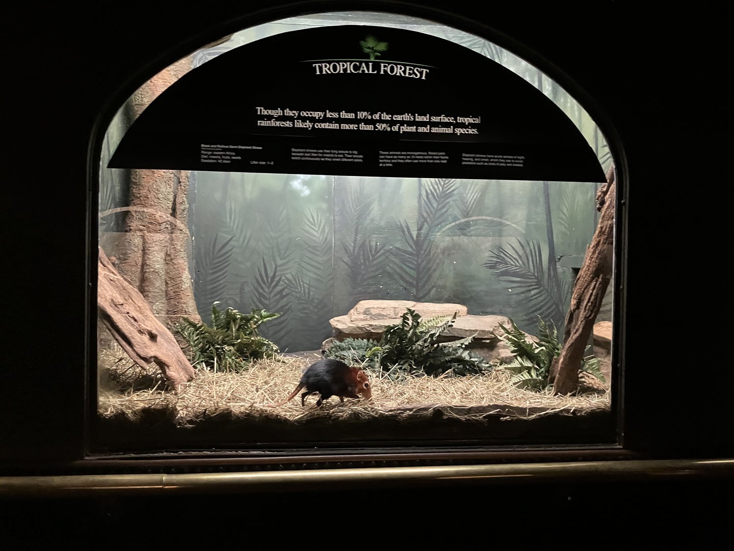 Mouse House - Black & Rufous Sengi Exhibit
