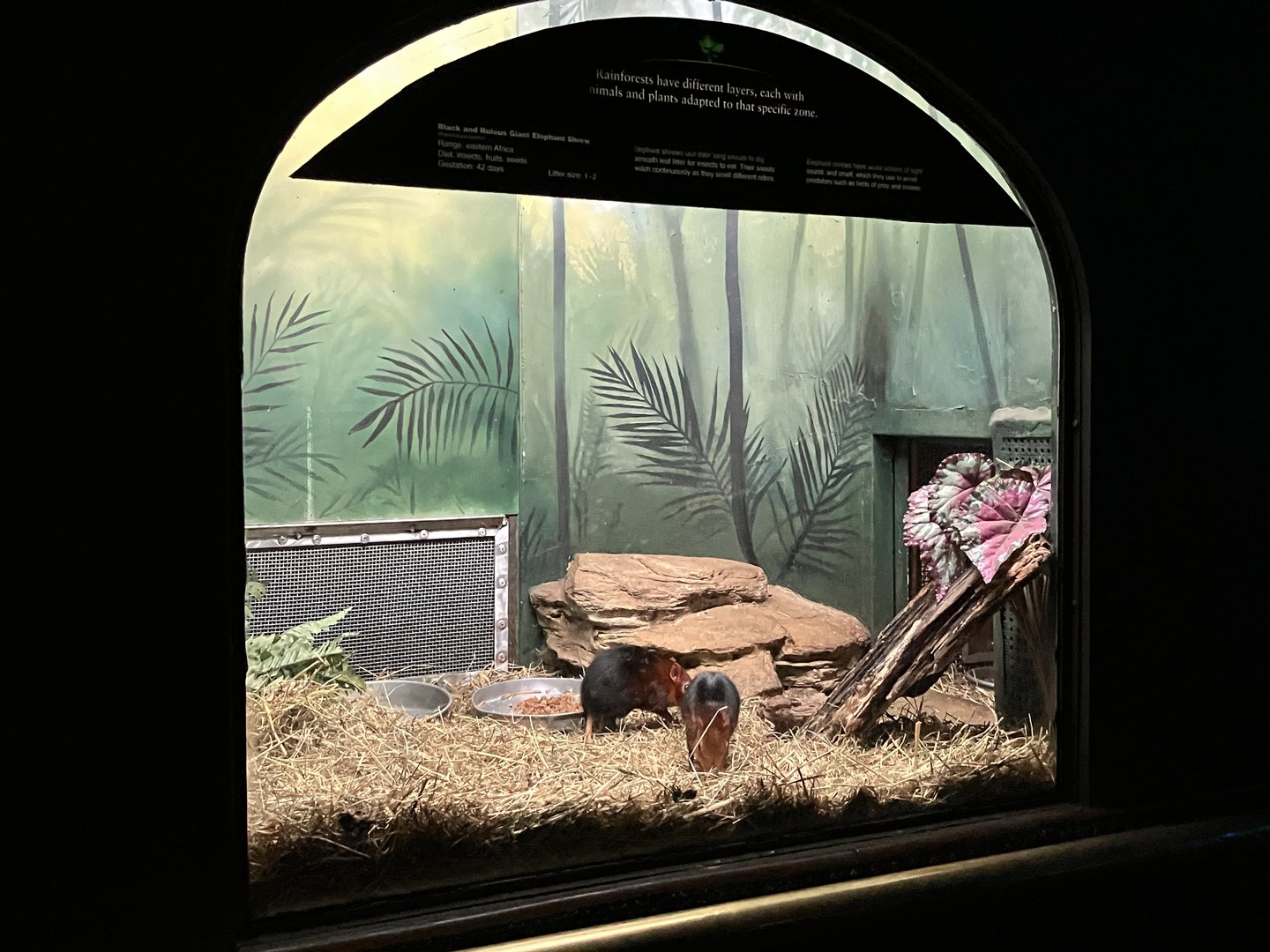 Mouse House - Black & Rufous Sengi Exhibit