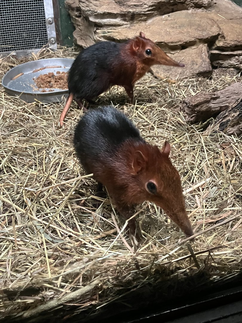Mouse House - Black & Rufous Sengis