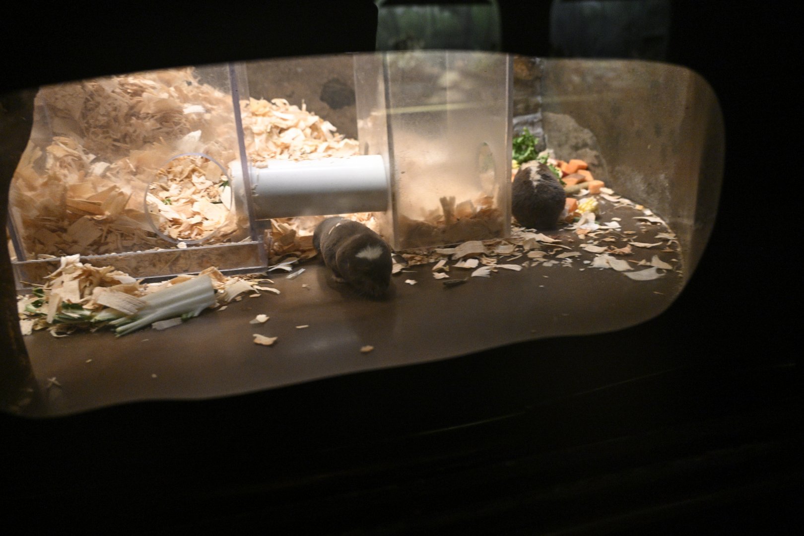 Mouse House - Damara Molerats (Fukomys damarensis)
