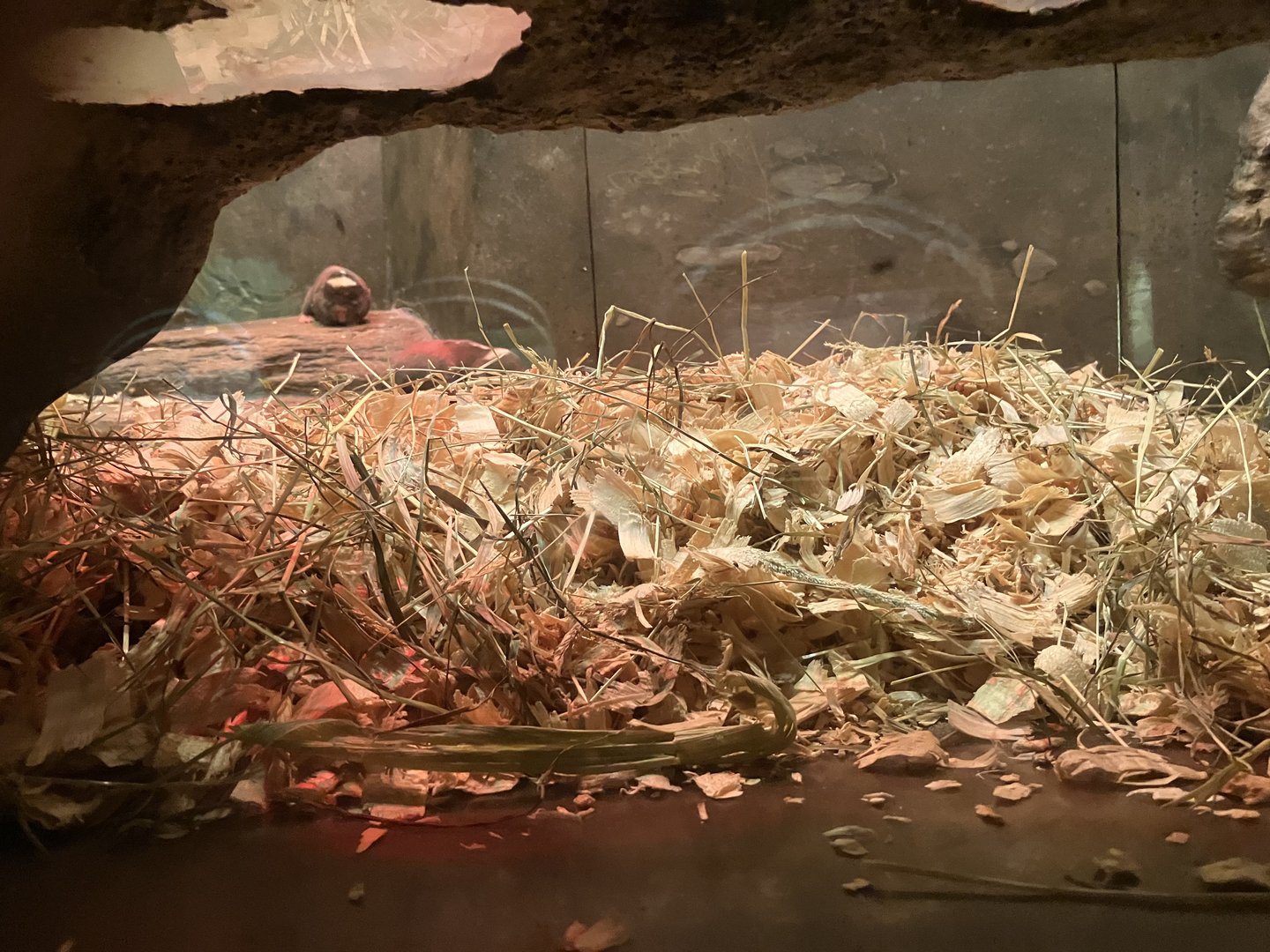 Mouse House - Damaraland Mole Rat Exhibit